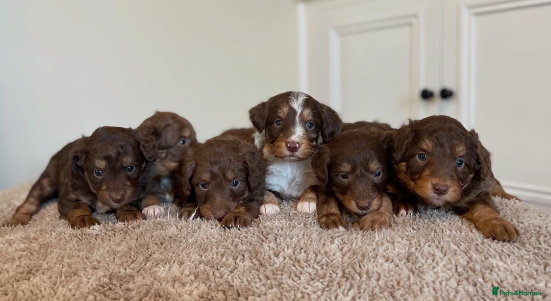 Bordoodle dogs for sale: OUTSTANDING *TRI COLOUR* MINIATURE BORDOODLES - Image 17