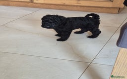 Kerry Blue Terrier dogs for sale: Kerry blue pups in Dungannon - Image 4