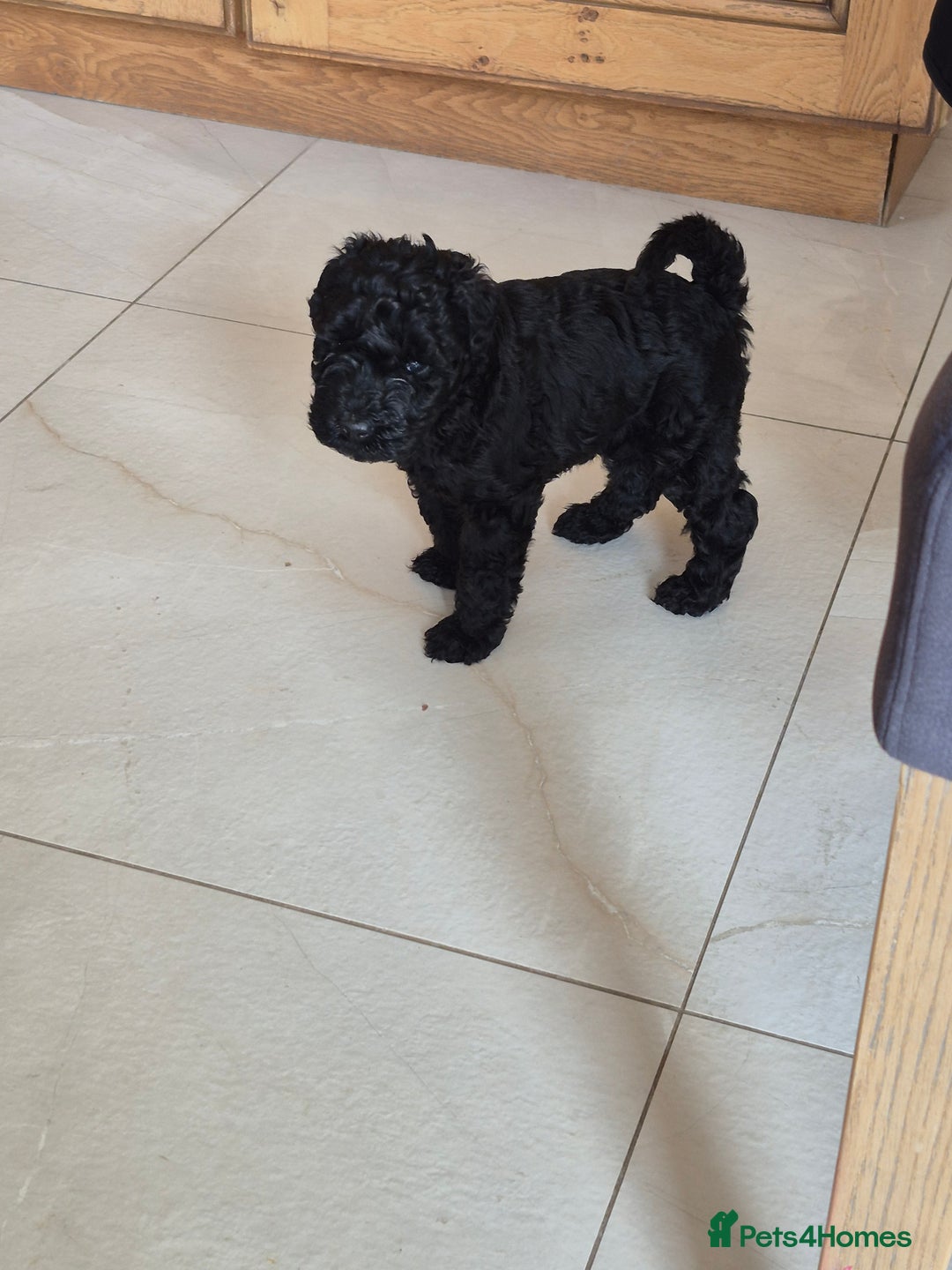 Kerry Blue Terrier dogs for sale: Kerry blue pups in Dungannon - Image 4