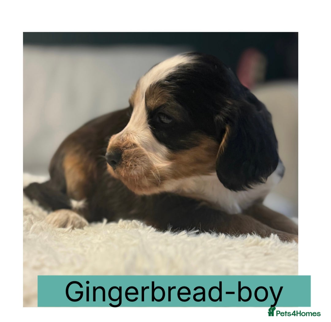 Cocker Spaniel dogs for sale: 6 Cocker Spaniel puppies for sale - Advert 5