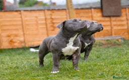 American Bully dogs for sale: Pocket bully  - Image 2