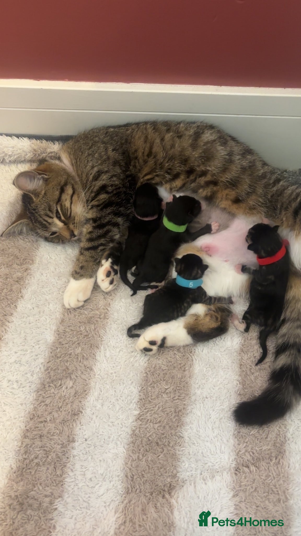 Mixed Breed cats 4 little bundles of Joy 🫶🏼  - Advert 1