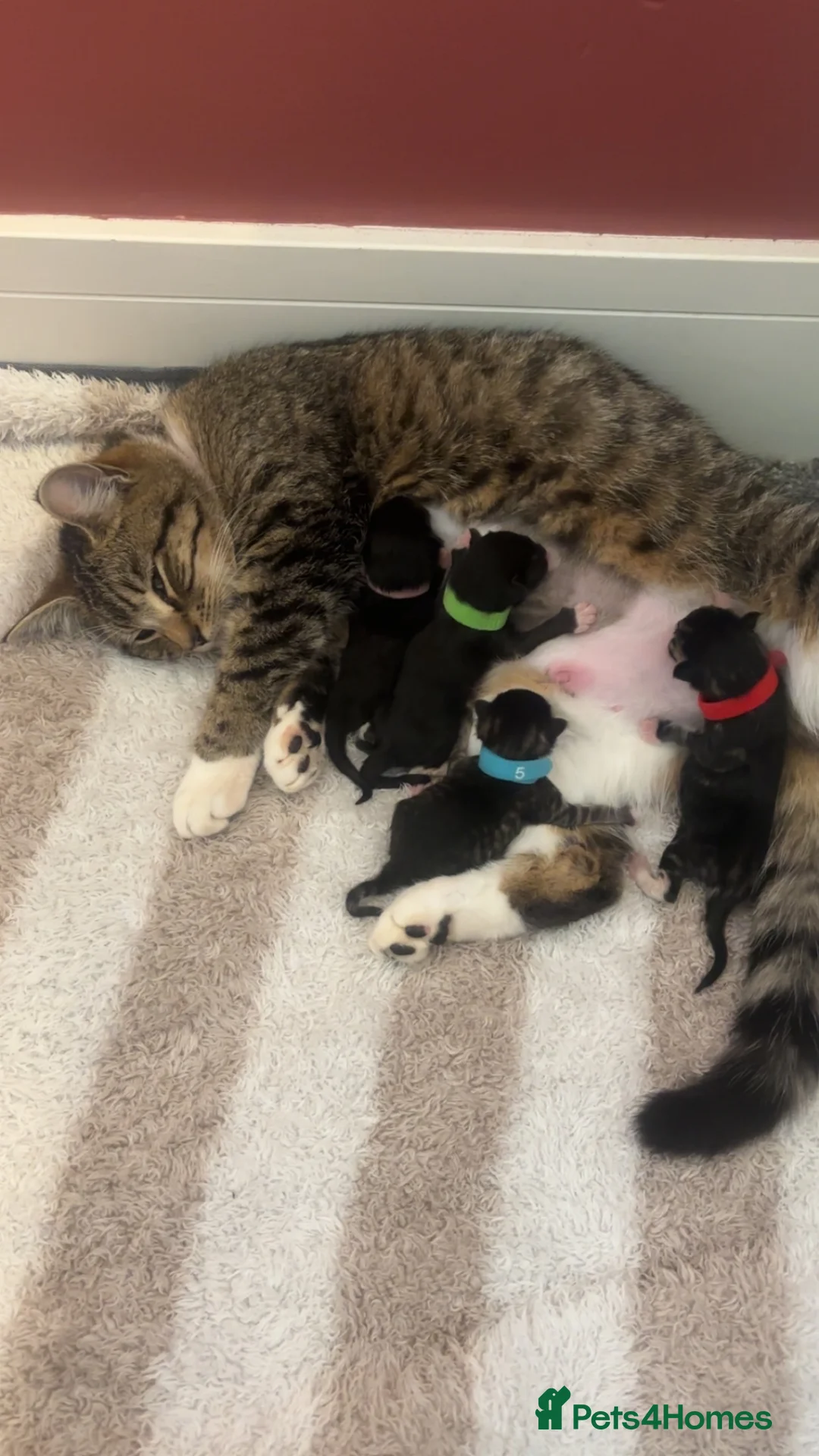 Mixed Breed cats for sale: 4 little bundles of Joy 🫶🏼  in Stafford - Advert 1