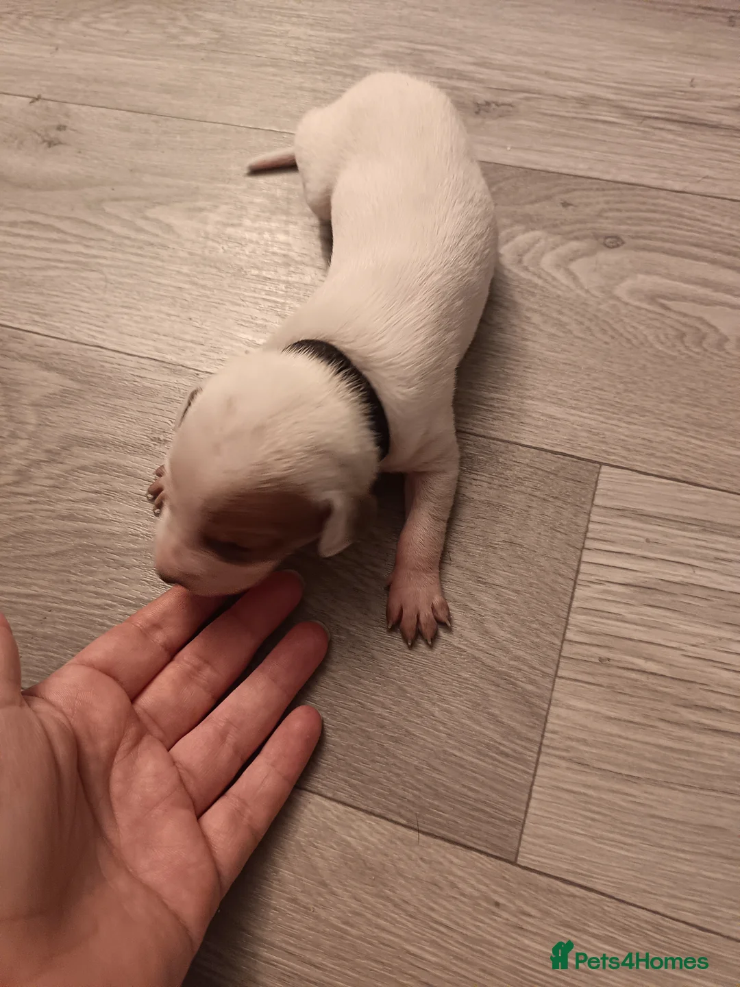 Mixed Breed dogs for sale: Dachshund x American Bull puppies in Swansea - Advert 2