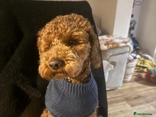 Cavapoo dogs Otis the red Cavapoo - Advert 7