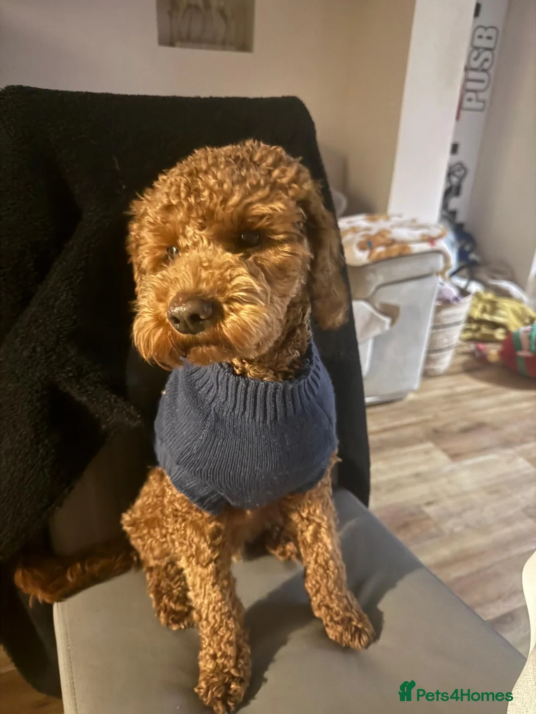 Cavapoo dogs for stud: Otis the red Cavapoo - Advert 1