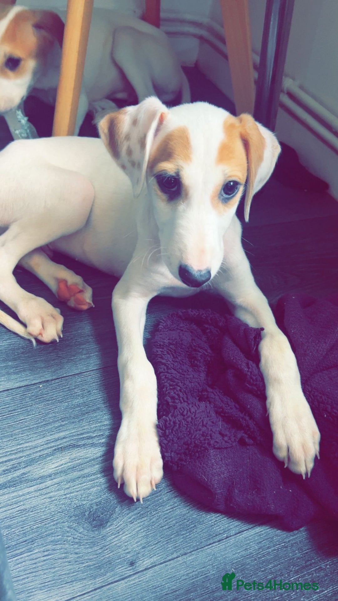 Mixed Breed dogs for sale: Saluki greyhound  - Image 7