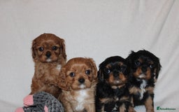 Cavalier King Charles Spaniel dogs for sale: Gorgeous Cavalier King Charles Spaniel puppies - Image 2