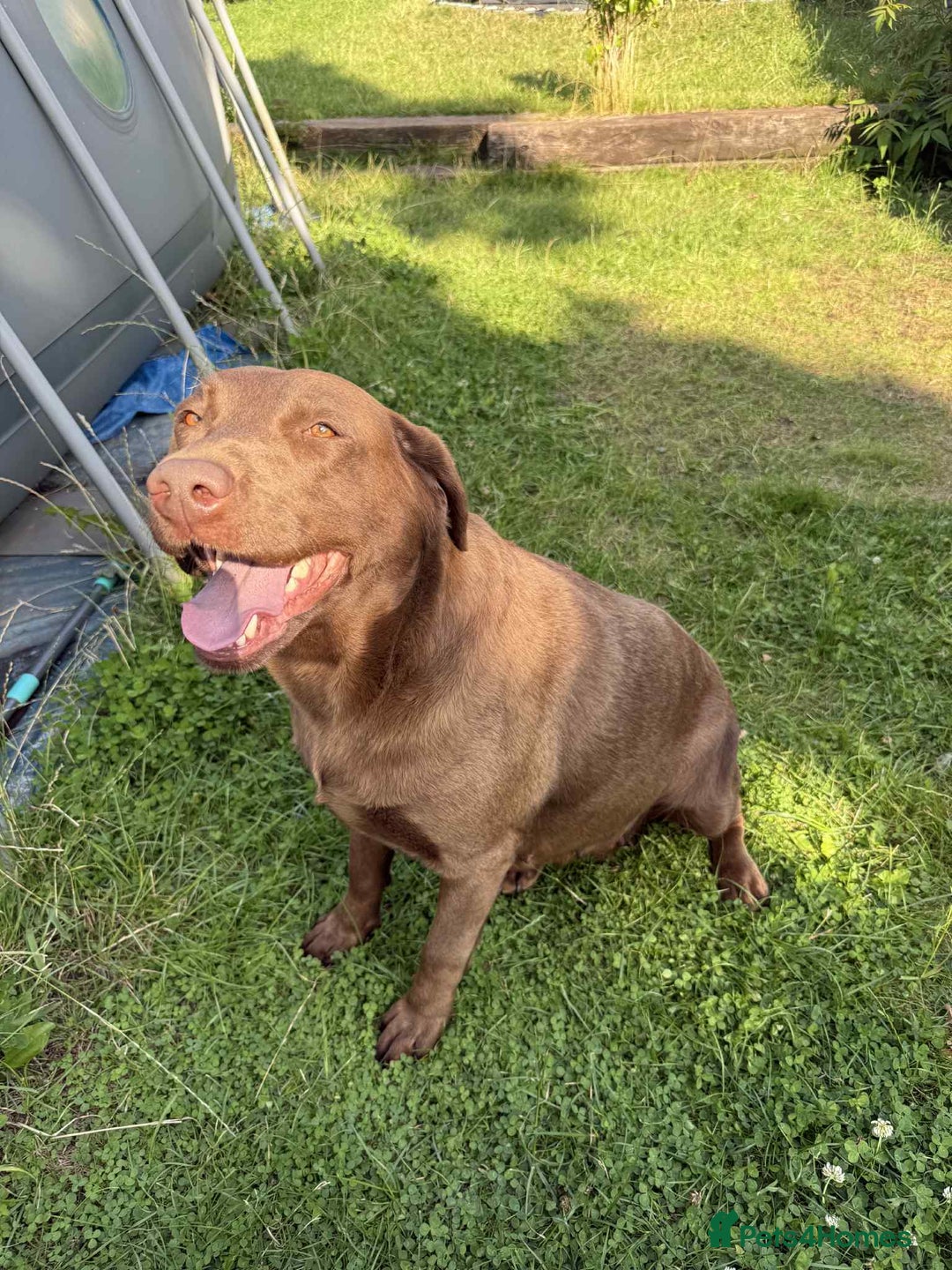 Labrador Retriever dogs for sale: Adult chocolate Labrador health tested  - Image 5