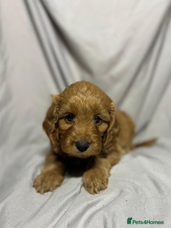 Cockapoo dogs - Advert 11