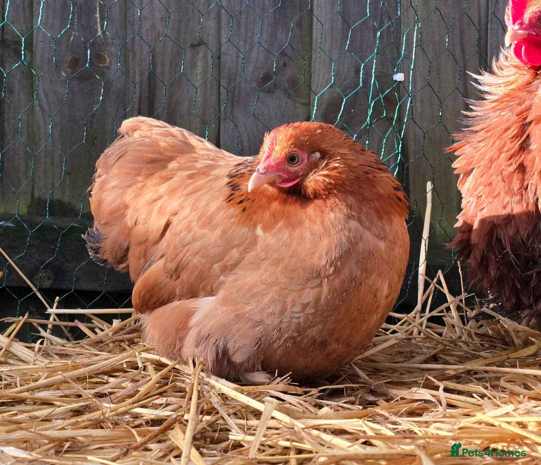 Chickens poultry for sale: Chicks & Chickens - Advert 12