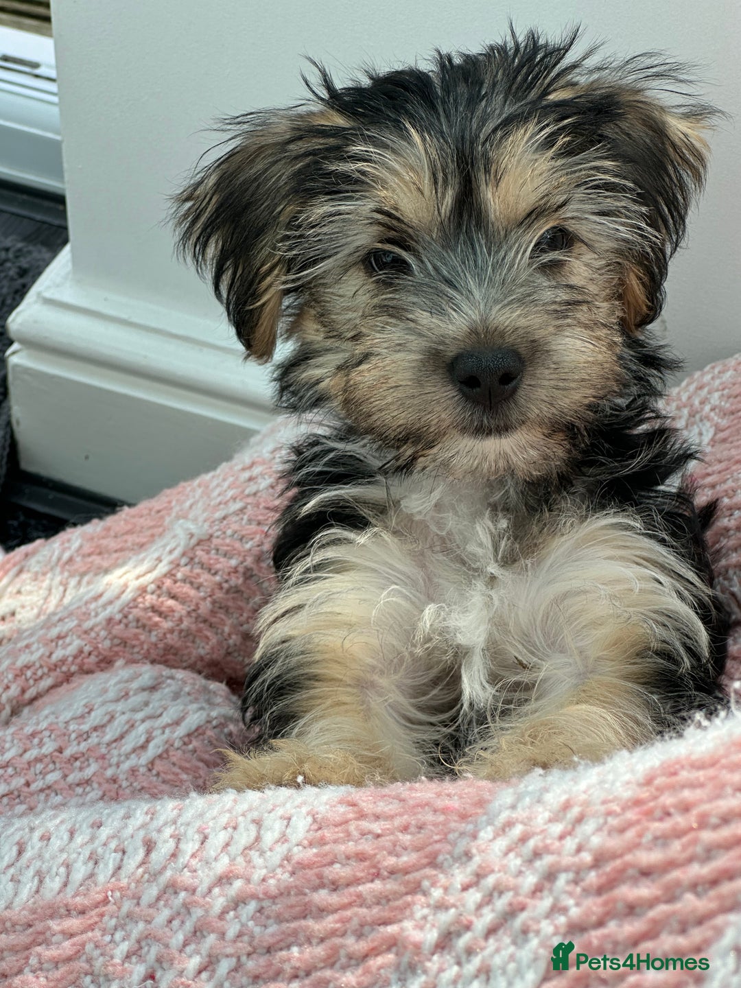 Morkie dogs for sale: Morkie Pups - Image 22