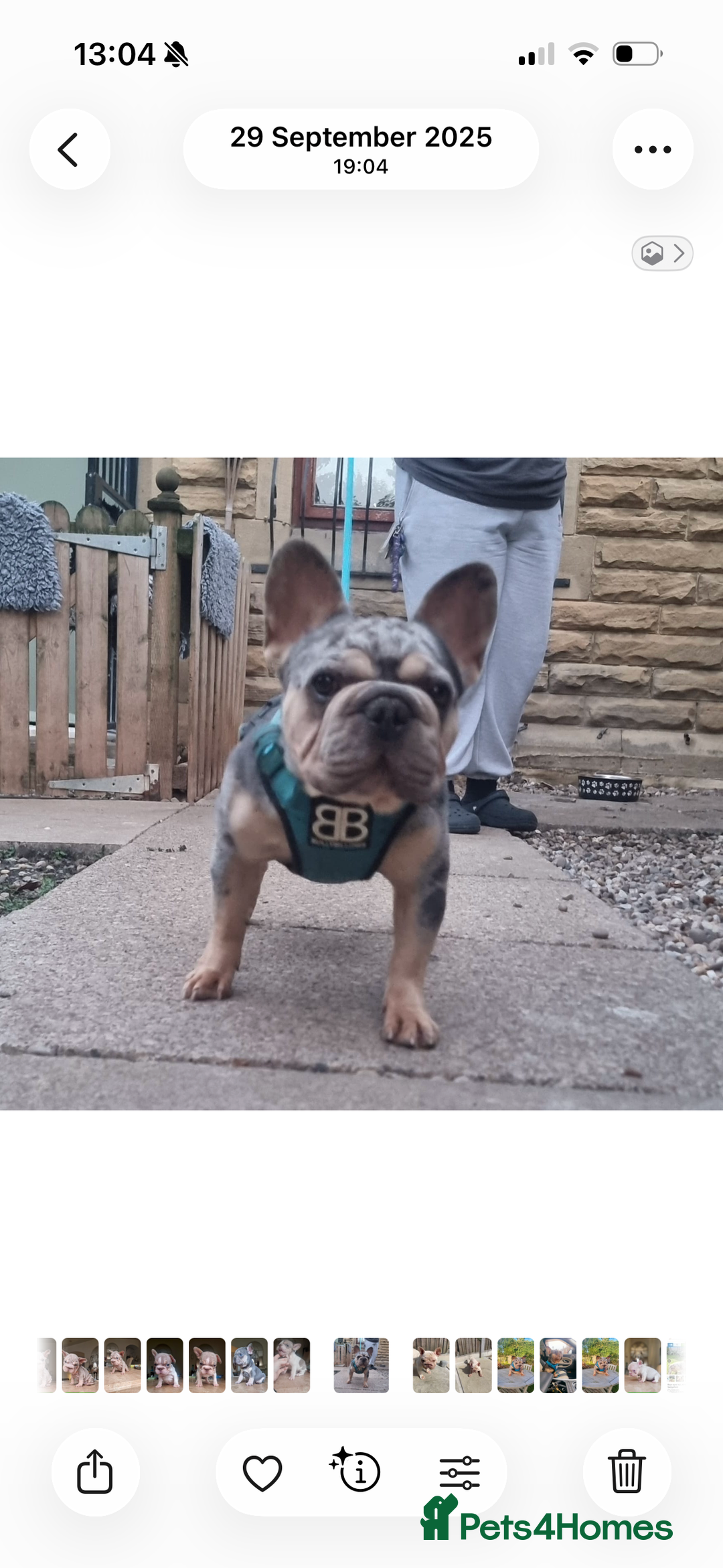French Bulldog dogs for sale: Merle  **  Male - Advert 2
