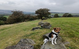 Jack Russell dogs for sale: Male Jack Russell for sale in Bingley - Image 4