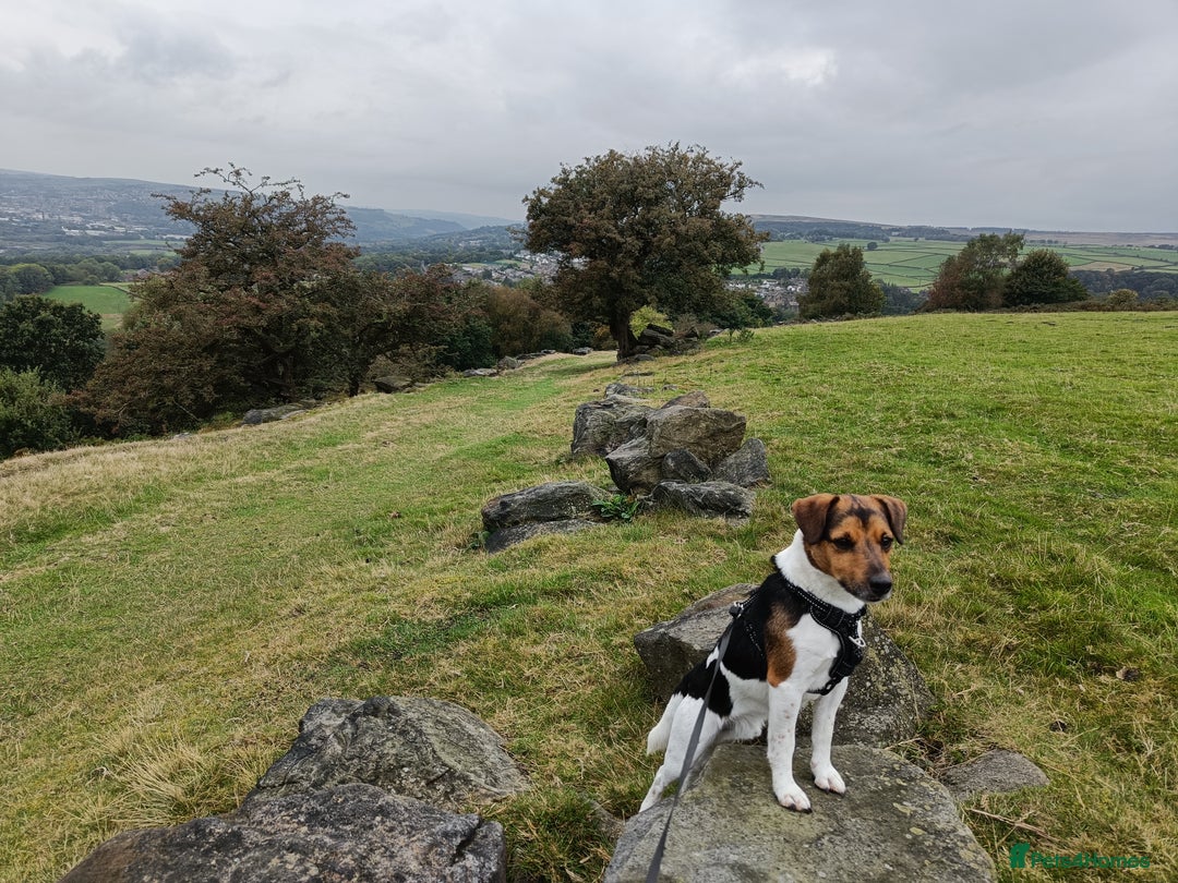 Jack Russell dogs for sale: Male Jack Russell for sale in Bingley - Image 4