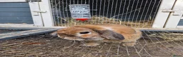 Mini Lop rabbits for sale: Mini Lops For Sale - Advert 6