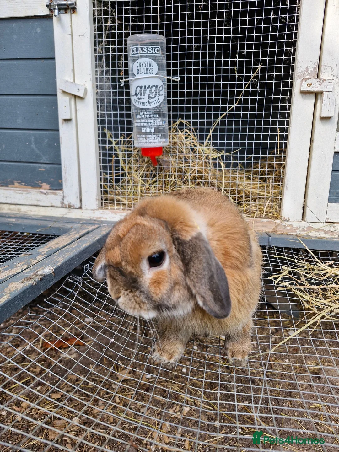 Mini Lop rabbits for sale: Mini Lops For Sale - Advert 6