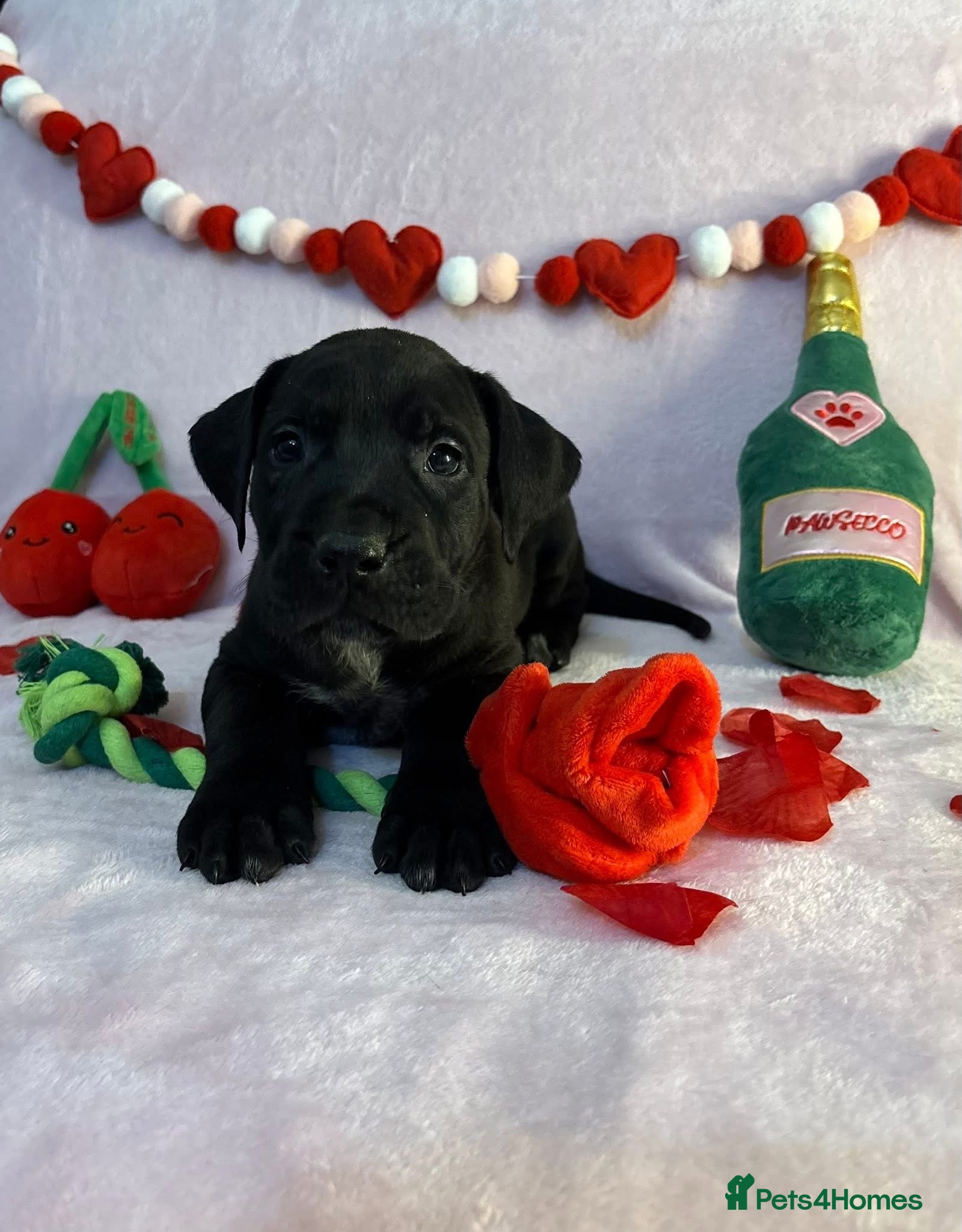 Presa Canario dogs Presa Canario puppies - Advert 8