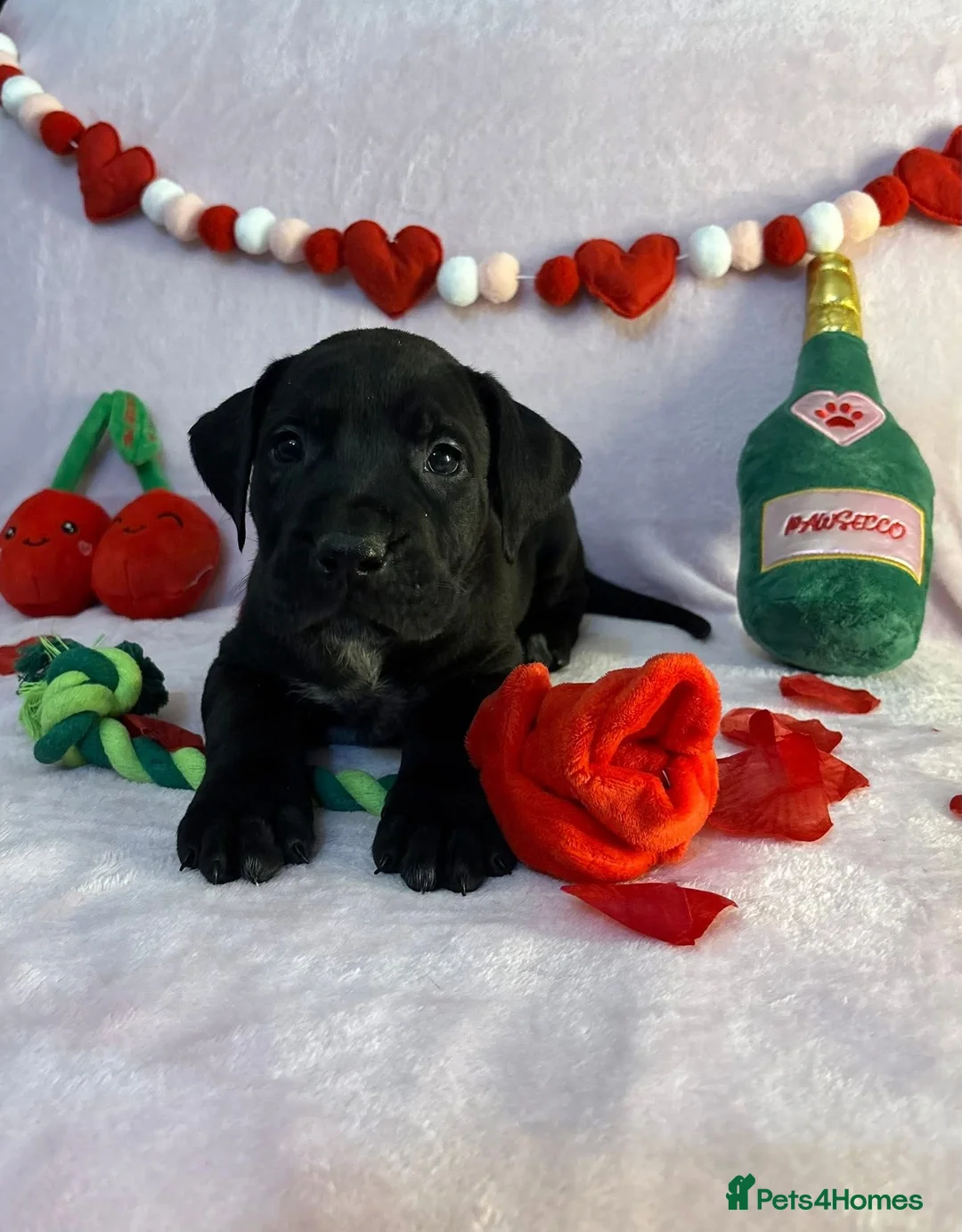 Presa Canario dogs for sale: Presa Canario puppies REDUCED  - Advert 2