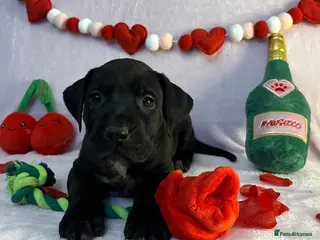 Presa Canario dogs Presa Canario puppies - Advert 8