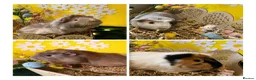 Guinea Pig rodents for sale: Four male guinea pigs & Whole set up included  - Advert 1