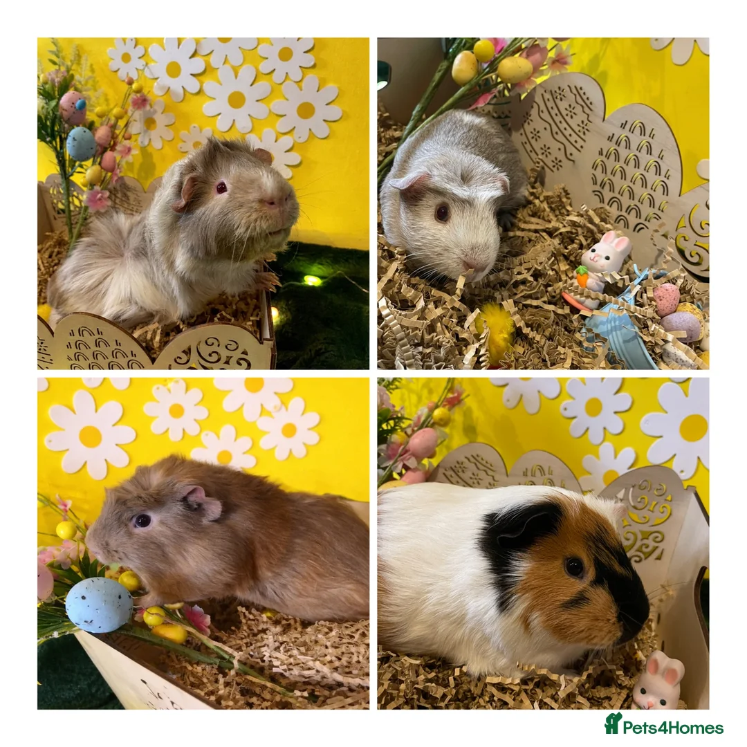Guinea Pig rodents for sale: Four male guinea pigs & Whole set up included  - Advert 1
