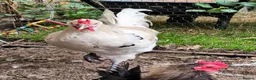 Chickens poultry for sale: White La Fleche Cockerel  - Advert 3