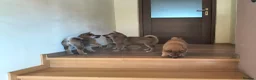 Japanese Shiba Inu dogs for sale: Pure Breed Japanese Shiba Inu Puppies  in Goole - Advert 19