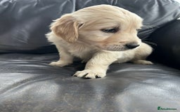 Golden Retriever dogs for sale: Beautiful Golden Retriever Puppies  - Image 25