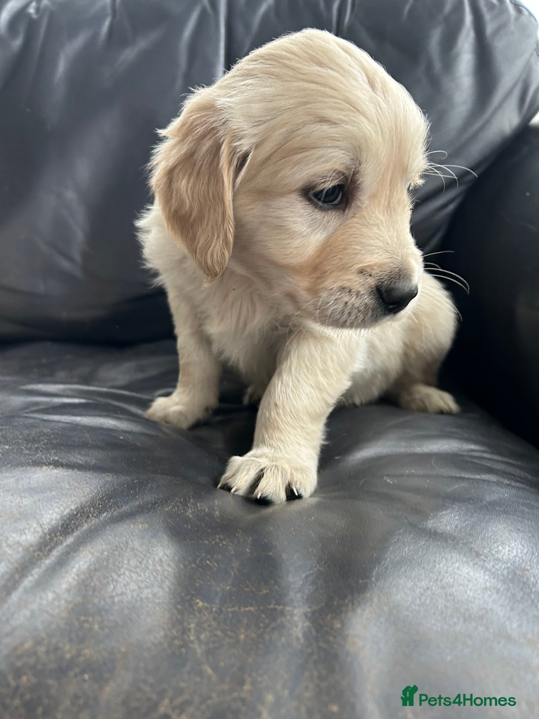 Golden Retriever dogs for sale: Beautiful Golden Retriever Puppies  - Image 25