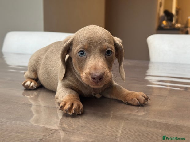 Mini Sausage Dog Puppies For Sale Pets4Homes mini-sausage-dog-puppies-for-sale-pets4homes