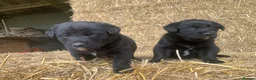 Borador dogs for sale: Labrador X board collies  - Advert 4