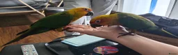 Conures birds for sale: Hand Reared Jenday Conures  in Scunthorpe - Advert 3
