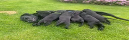 Labrador Retriever dogs for sale: Black Labrador Puppy - Loving Family Companion in Beaminster - Advert 3