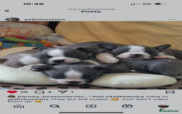 Boston Terrier dogs for stud: Boston terrier for stud blue&white proven KC regis in Wantage - Image 21