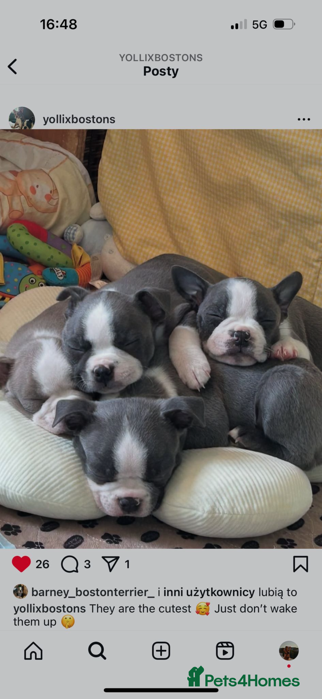 Boston Terrier dogs for stud: Boston terrier for stud blue&white proven KC regis in Wantage - Image 21