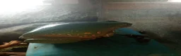 Frog reptiles for sale: Whites tree frogs in Grimsby - Advert 3
