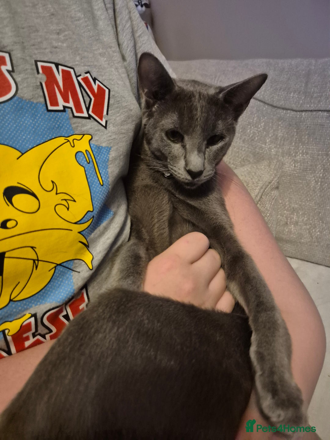 Oriental cats for sale: Beautiful blue/gray oriental kittens - Advert 25