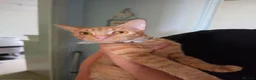 Mixed Breed cats for sale: Ginger beauty  - Advert 1