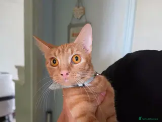 Mixed Breed cats Ginger beauty - Advert 5