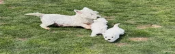 West Highland Terrier dogs for sale: Cute & Bouncy Westie Babes  - Advert 3