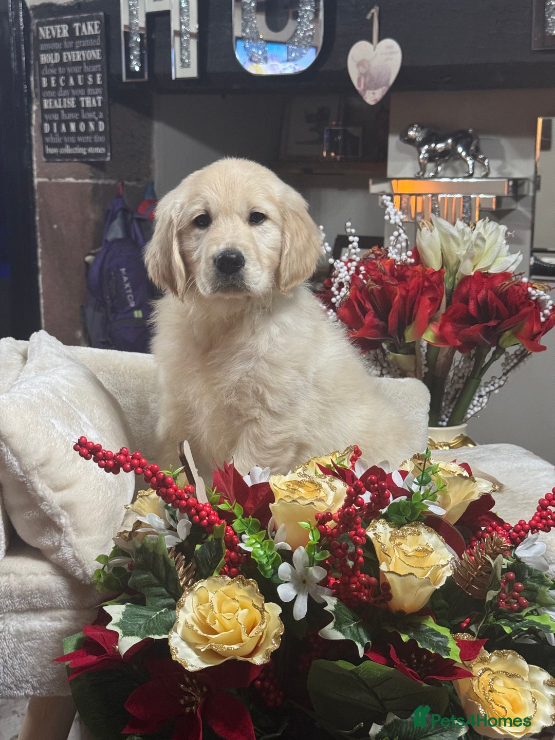 Golden Retriever dogs for sale: 10 gorgeous kc reg golden retriever puppies  - Advert 12