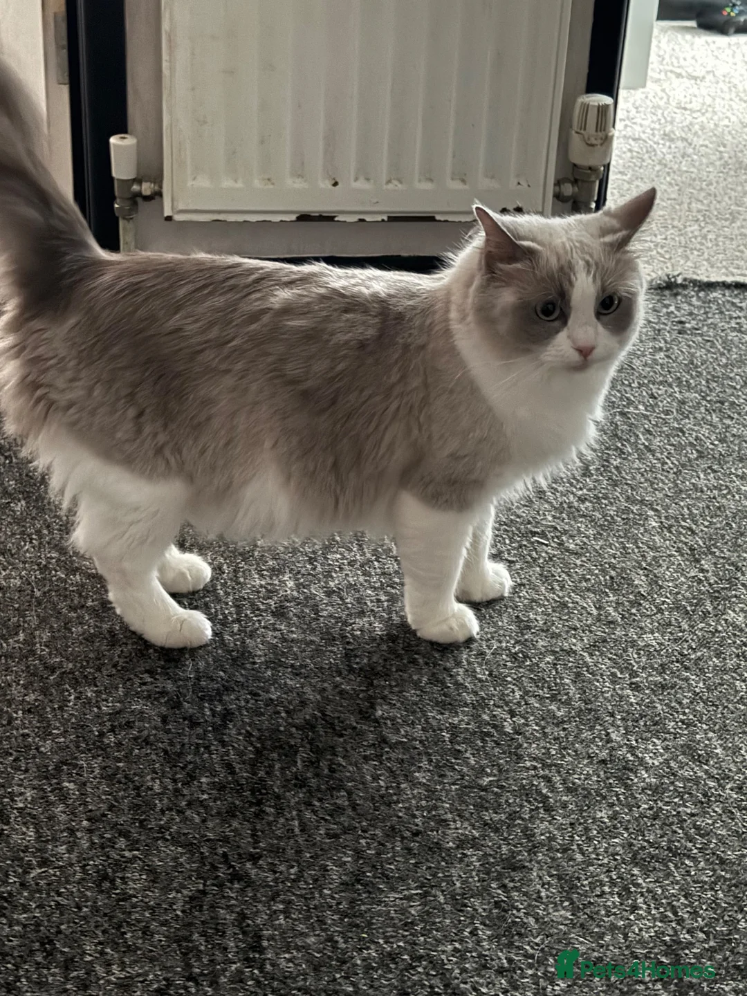 Ragdoll cats for sale: 4 ragdoll kittens - Advert 1