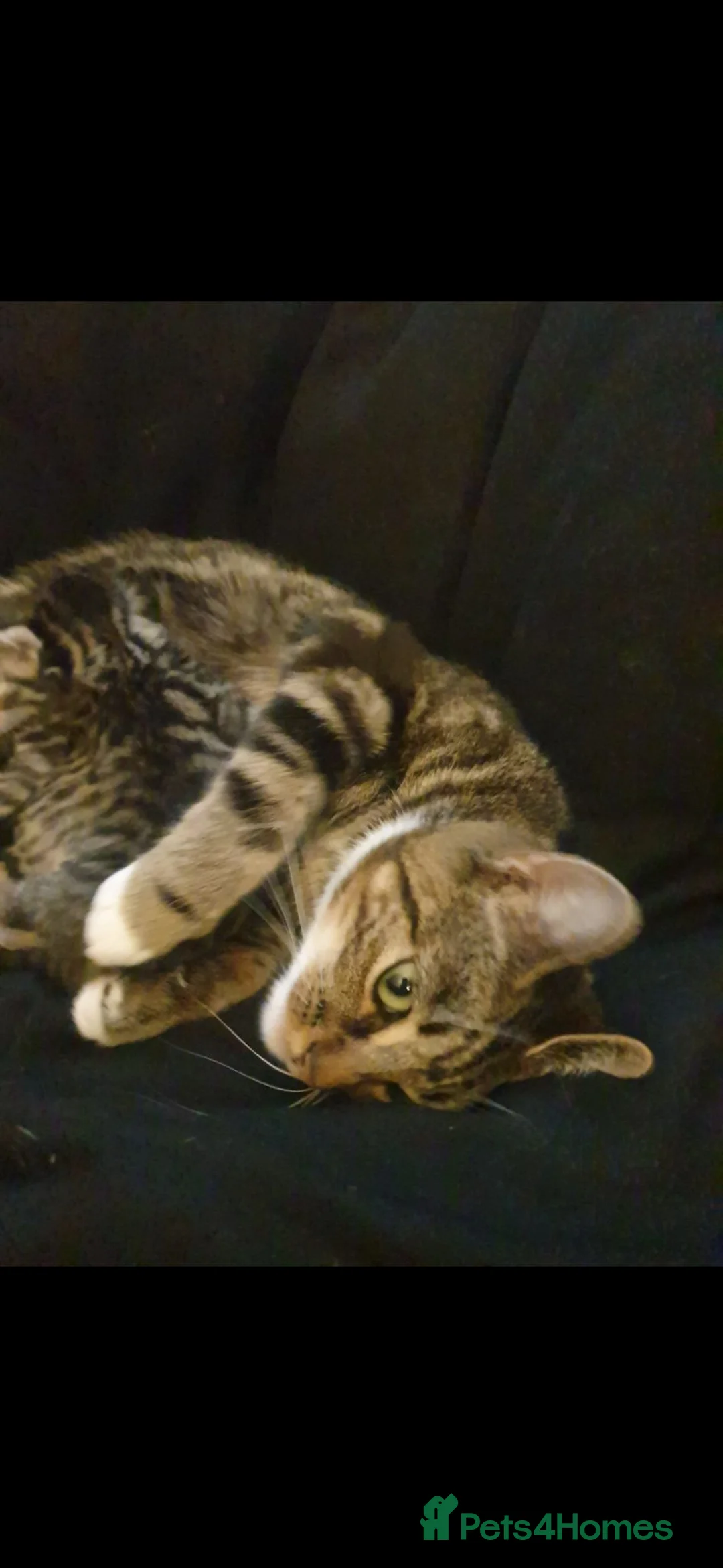 Mixed Breed cats for sale: Two beautiful tabby kittens. - Advert 6