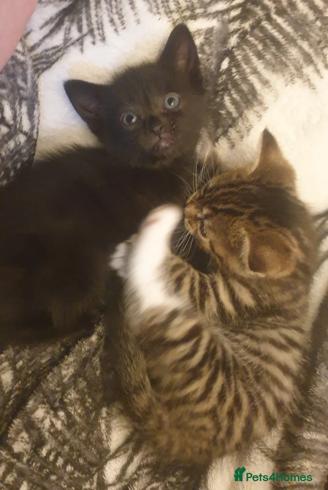 Mixed Breed cats for sale: 4 beautiful kittens for sale.  - Advert 7