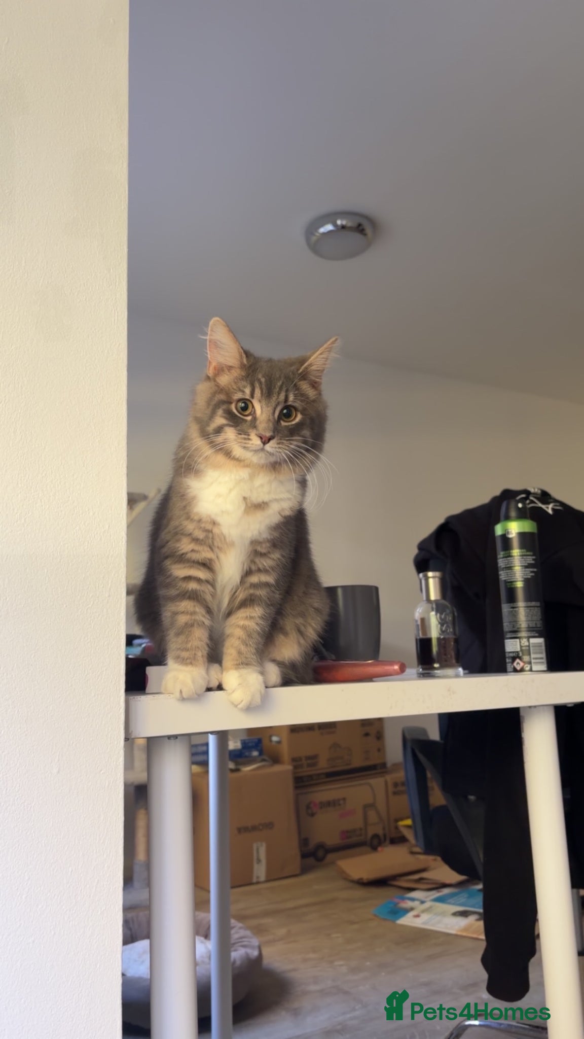 Mixed Breed cats half mainecoon half bengal kittens - Advert 2