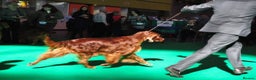 Irish Setter dogs for sale: Quality Irish setter puppies KC Registered - Advert 21
