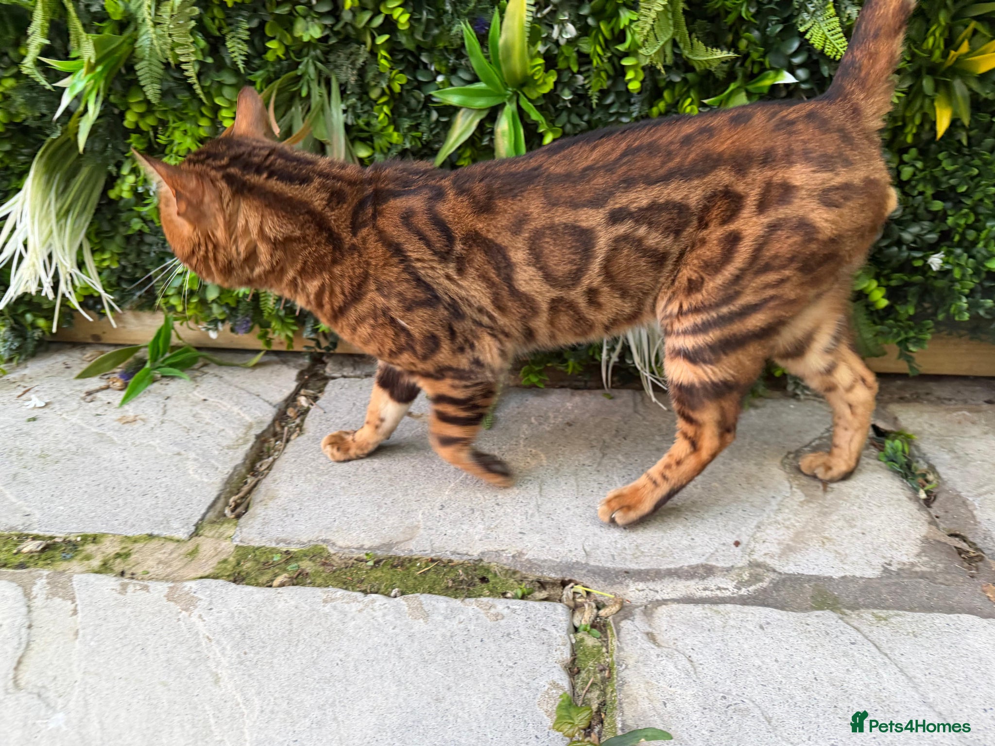 Bengal cats Brown Rosette Stud Available - Advert 2