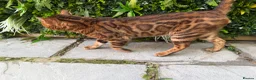 Bengal cats for stud: Brown Rosette Stud Available - Advert 2