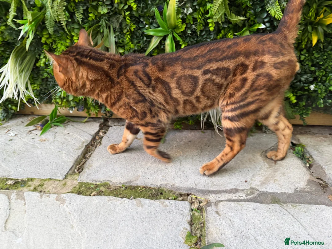 Bengal cats for stud: Brown Rosette Stud Available - Advert 2